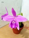 Laelia sincorana (Seidel Бразилия) 